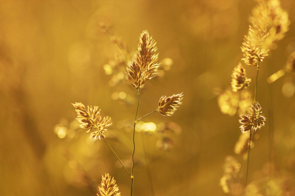 photo of golden grass in sunlight