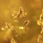 photo of golden grass in sunlight